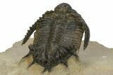 Lichid Trilobite (Akantharges) - Very Large For Species #243842-5